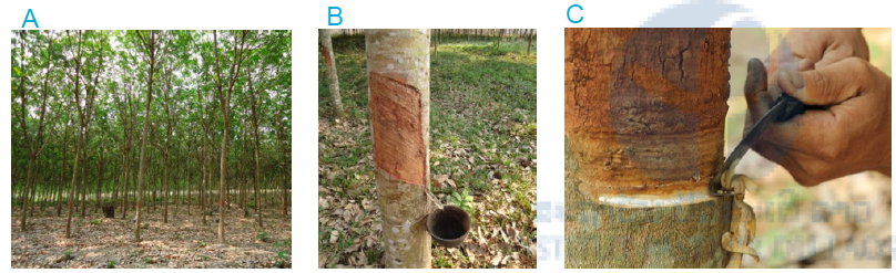 Figure 1: Rubber plantation in Luang Prabang province, Lao PDR (A) Rubber plantation (B) Rubber tree with collecting cup (C) Cutting of rubber tree for tapping