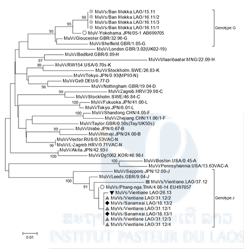 Phylogenetic