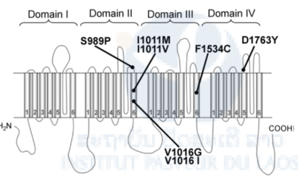 Figure 8. Diagram of the locations of possible kdr mutations found in Aedes aegypti. Point mutations in the voltage-gated sodium channel protein so far reported from pyrethroid-resistant Ae. aegypti are indicated.