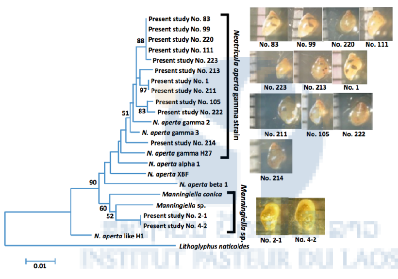 Figure 1. Molecular phylogenetic tree of Neotricula aperta gamma strain collected in Donglong Island in Champasak province in 2015