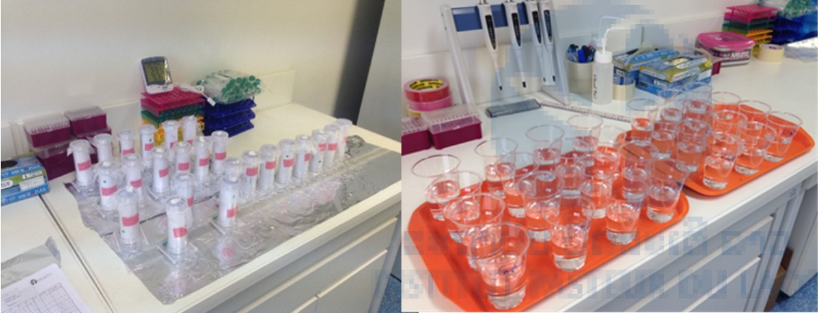 Figure 5. Larval and Adult bioassay.